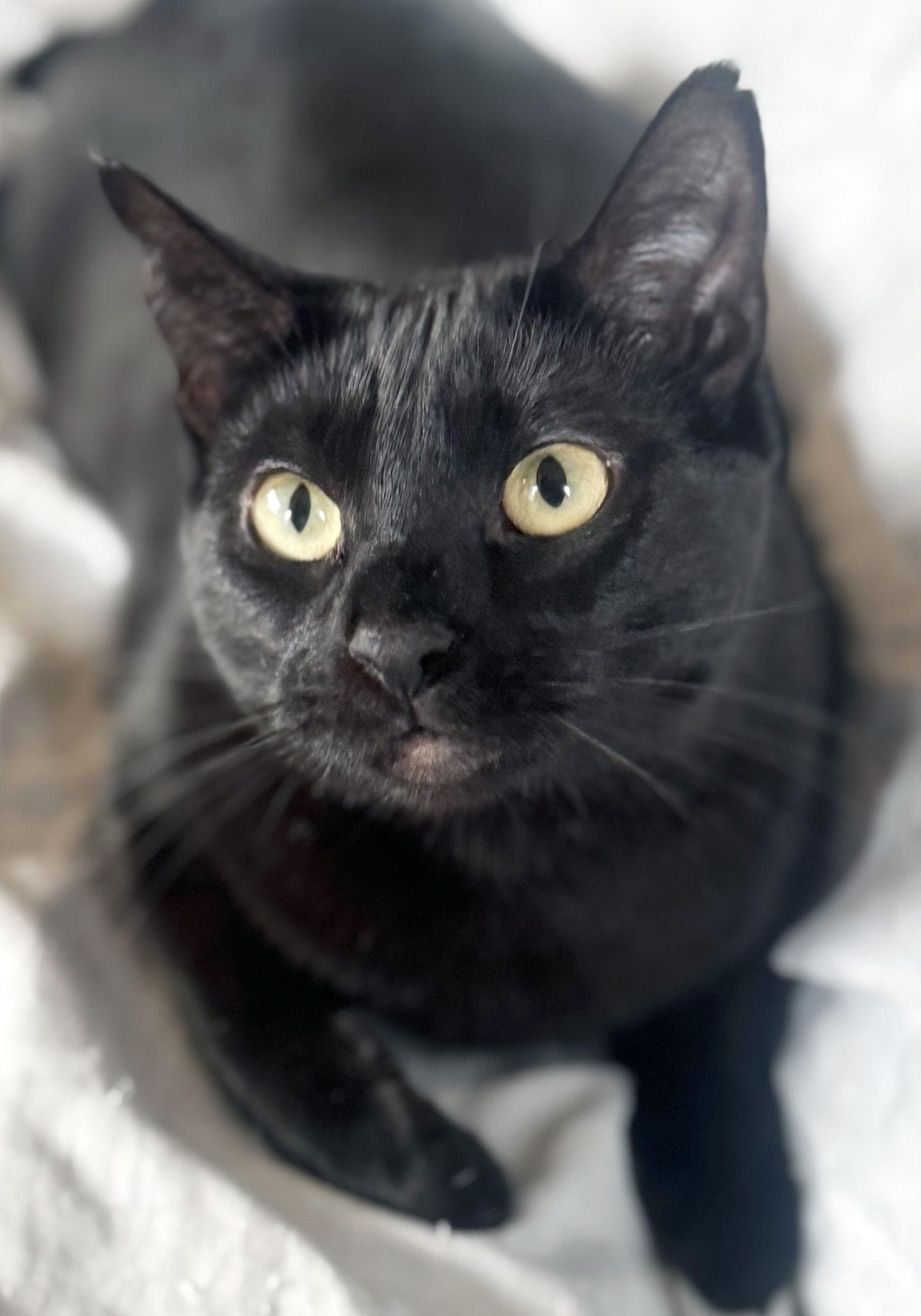 Elvira, a Adoptable Domestic Short Hair in Alameda, CA image 1/3