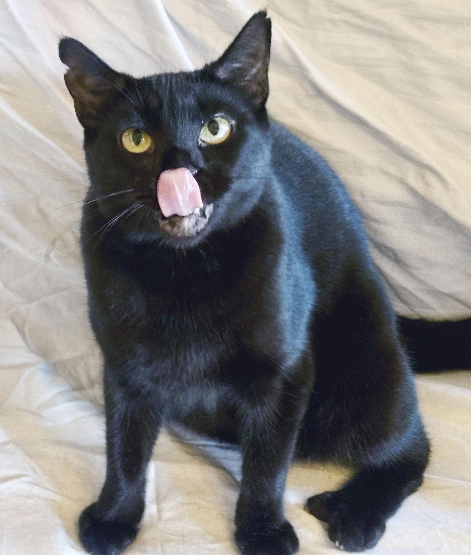 Enlarge ELVIRA, a Adoptable Domestic Short Hair in Alameda, CA image 2/3