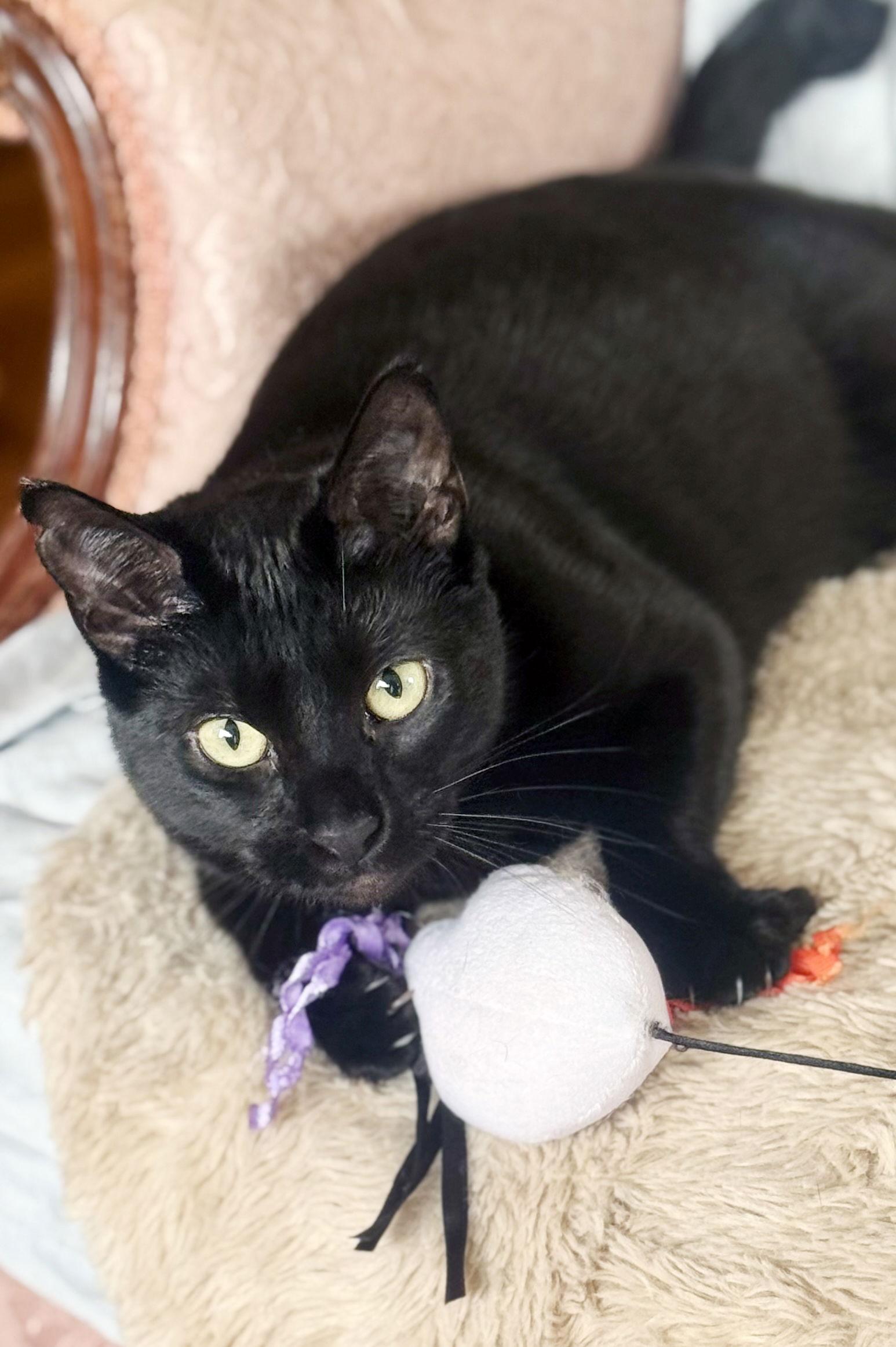 Elvira, a Adoptable Domestic Short Hair in Alameda, CA image 2/3