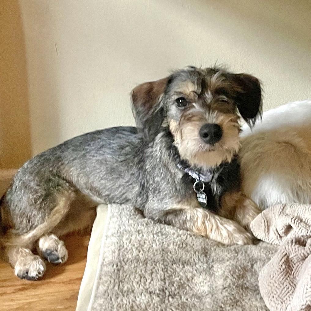 MALYA, Adopted, Young Female Petit Basset Griffon Vendeen & Schnauzer.