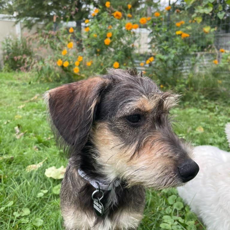 Enlarge MALYA, a Adopted mixed breed in Berlin, NJ image 2/5