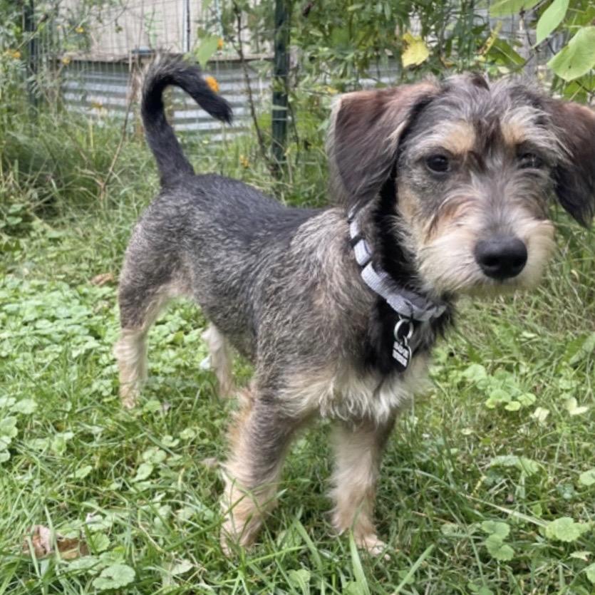 Enlarge MALYA, a Adopted mixed breed in Berlin, NJ image 3/5