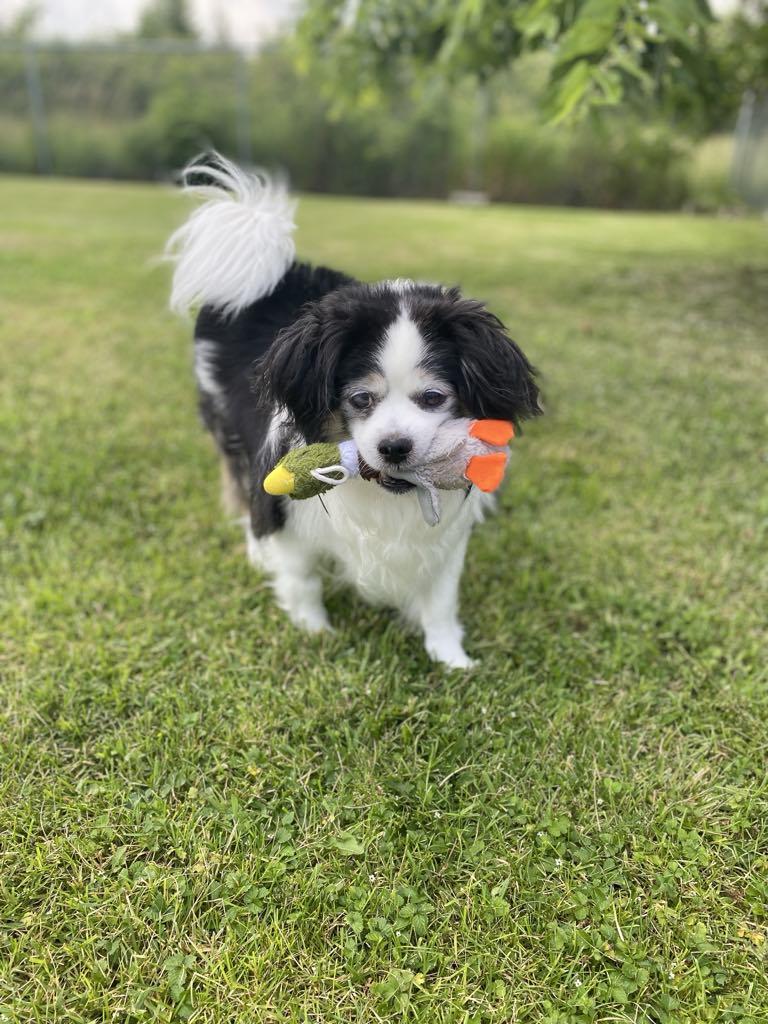 BANDIT, Adopted, Senior Male Cocker Spaniel.
