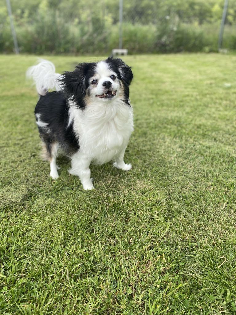 Enlarge BANDIT, a Adopted mixed breed in Port Clinton, OH image 2/2