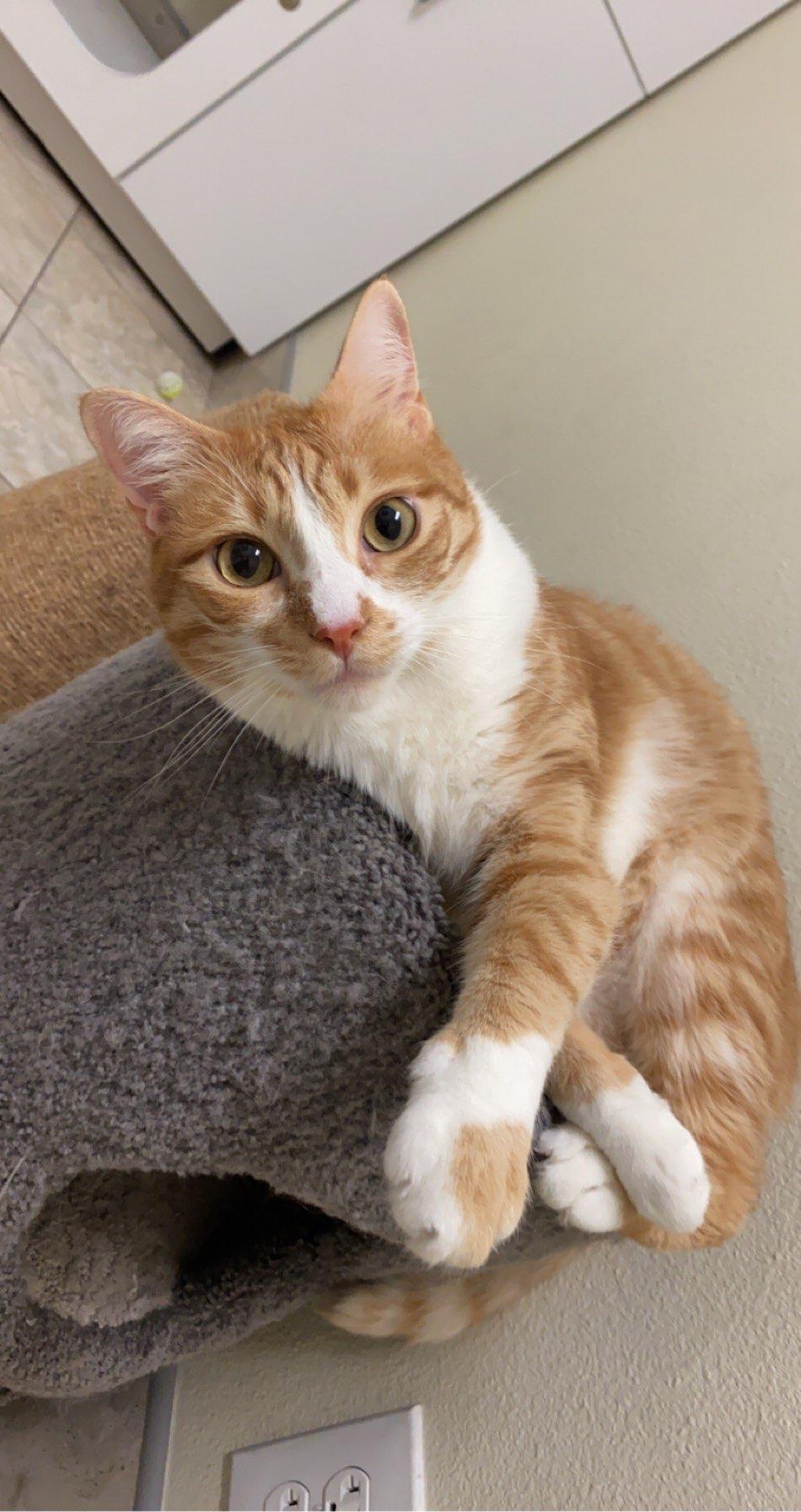 Enlarge Karma, a Adopted Domestic Short Hair in Long Beach, CA image 1/6