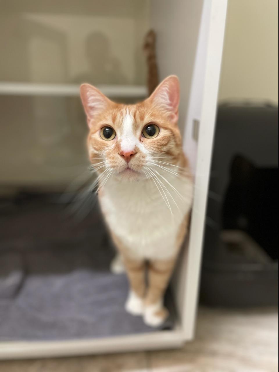 Enlarge Karma, a Adopted Domestic Short Hair in Long Beach, CA image 4/6