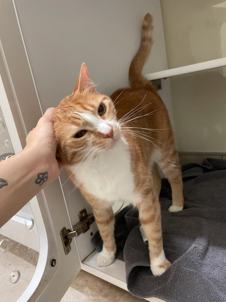 Enlarge Karma, a Adopted Domestic Short Hair in Long Beach, CA image 5/6