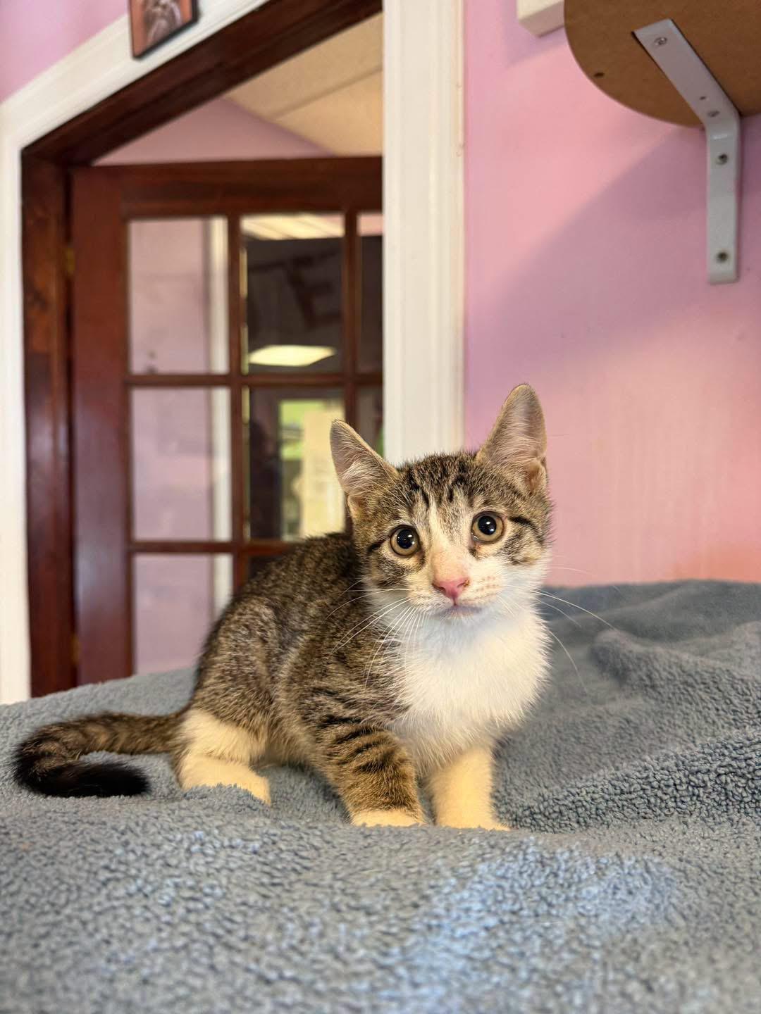 Enlarge Pepper, a ADOPTABLE Domestic Short Hair in Freeport, NY image 1/1