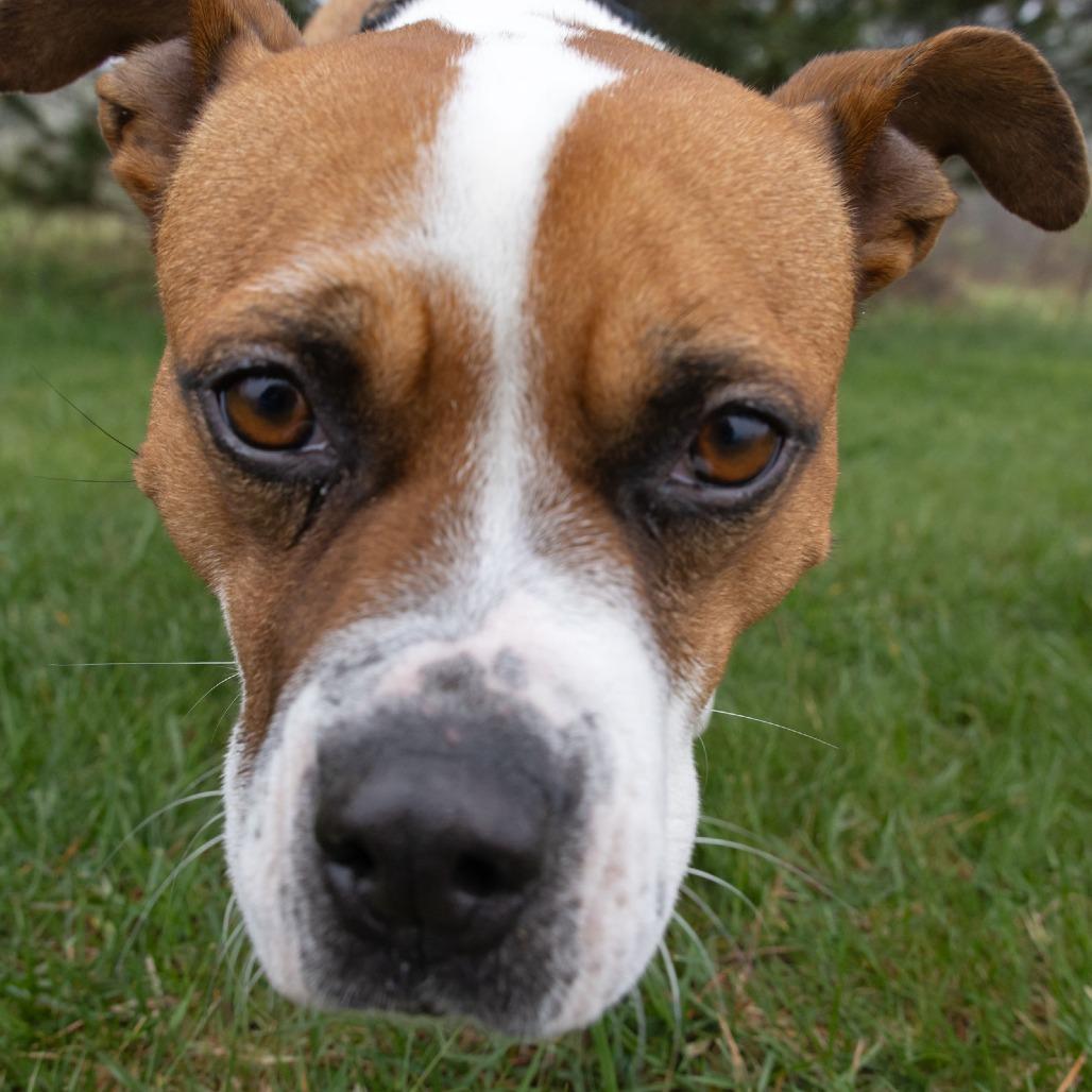 Libby, Adoptable, Adult Female Boxer & Mixed Breed.