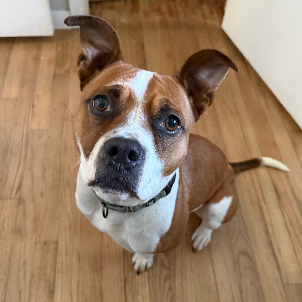 Libby, a Adoptable mixed breed in Erie, PA image 2/6