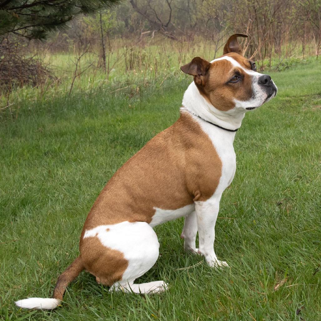 Enlarge Libby, a Adoptable mixed breed in Erie, PA image 1/6