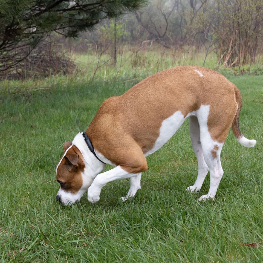 Enlarge Libby, a Adoptable mixed breed in Erie, PA image 2/6
