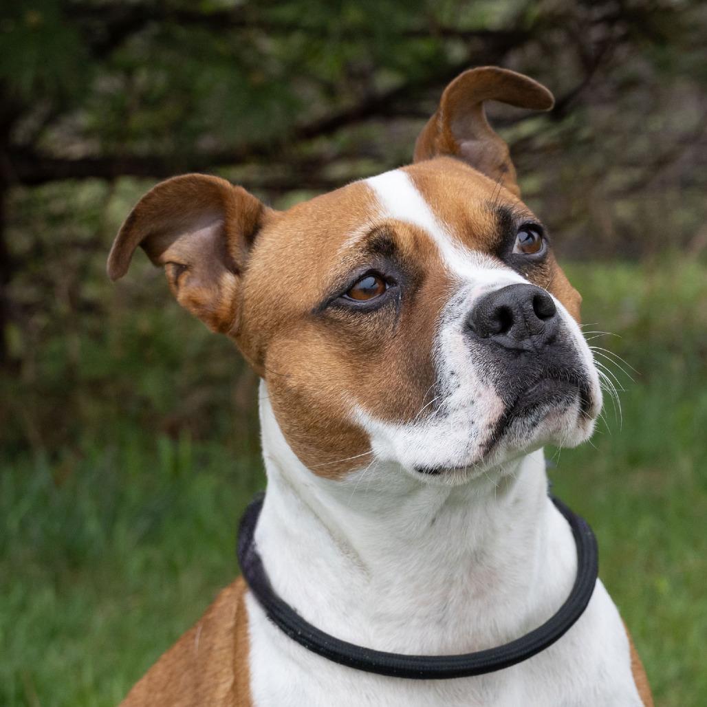 Libby, a Adoptable mixed breed in Erie, PA image 2/6