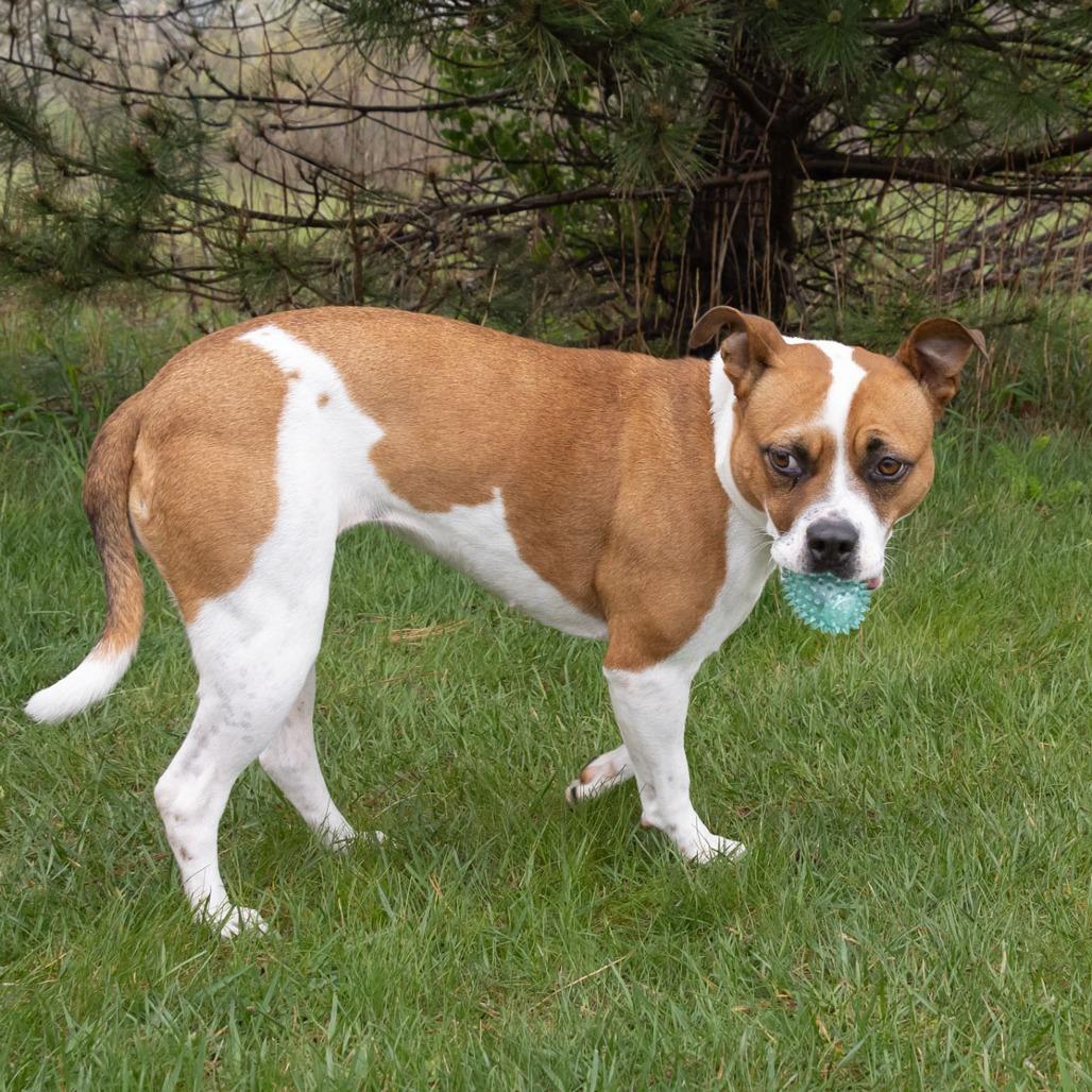 Enlarge Libby, a Adoptable mixed breed in Erie, PA image 3/6