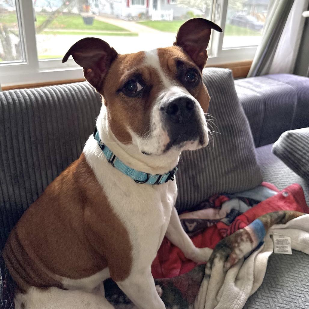 Libby, a Adoptable mixed breed in Erie, PA image 4/6