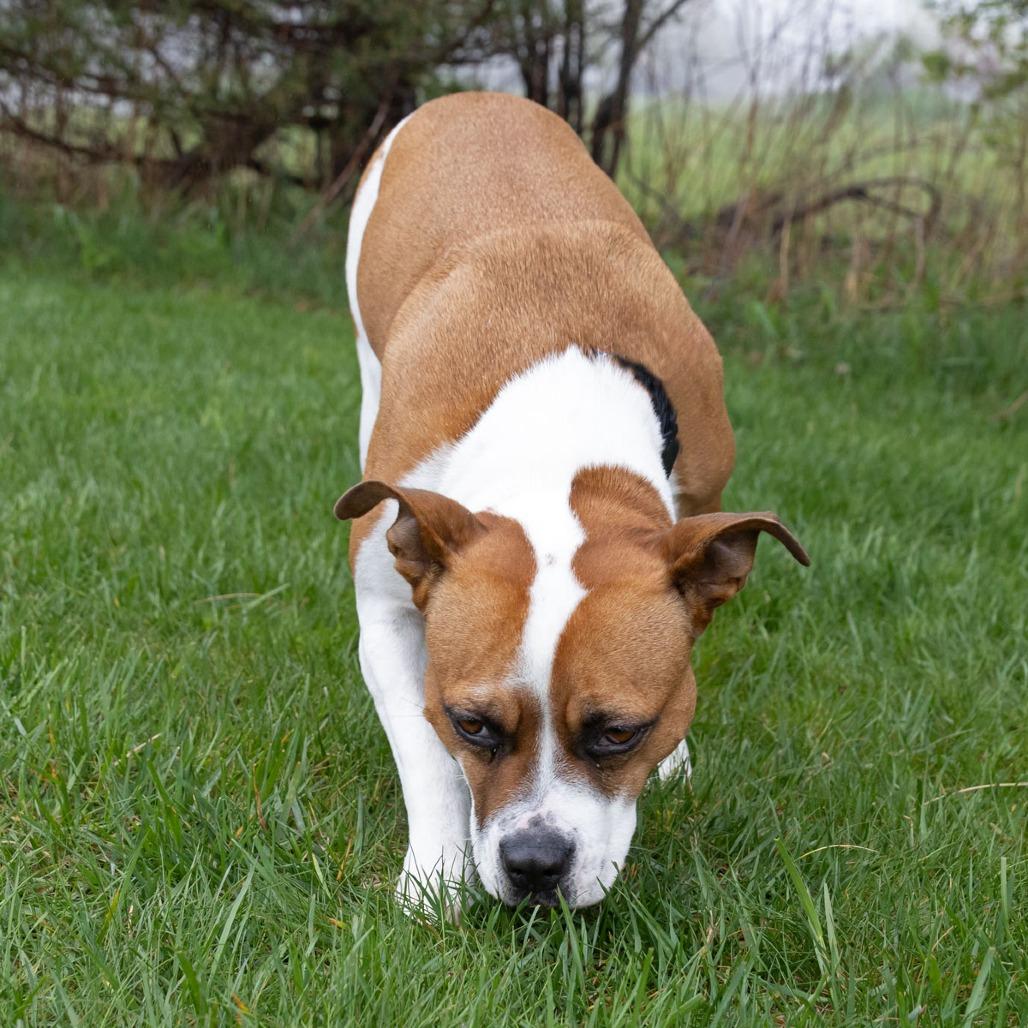 Enlarge Libby, a Adoptable mixed breed in Erie, PA image 4/6