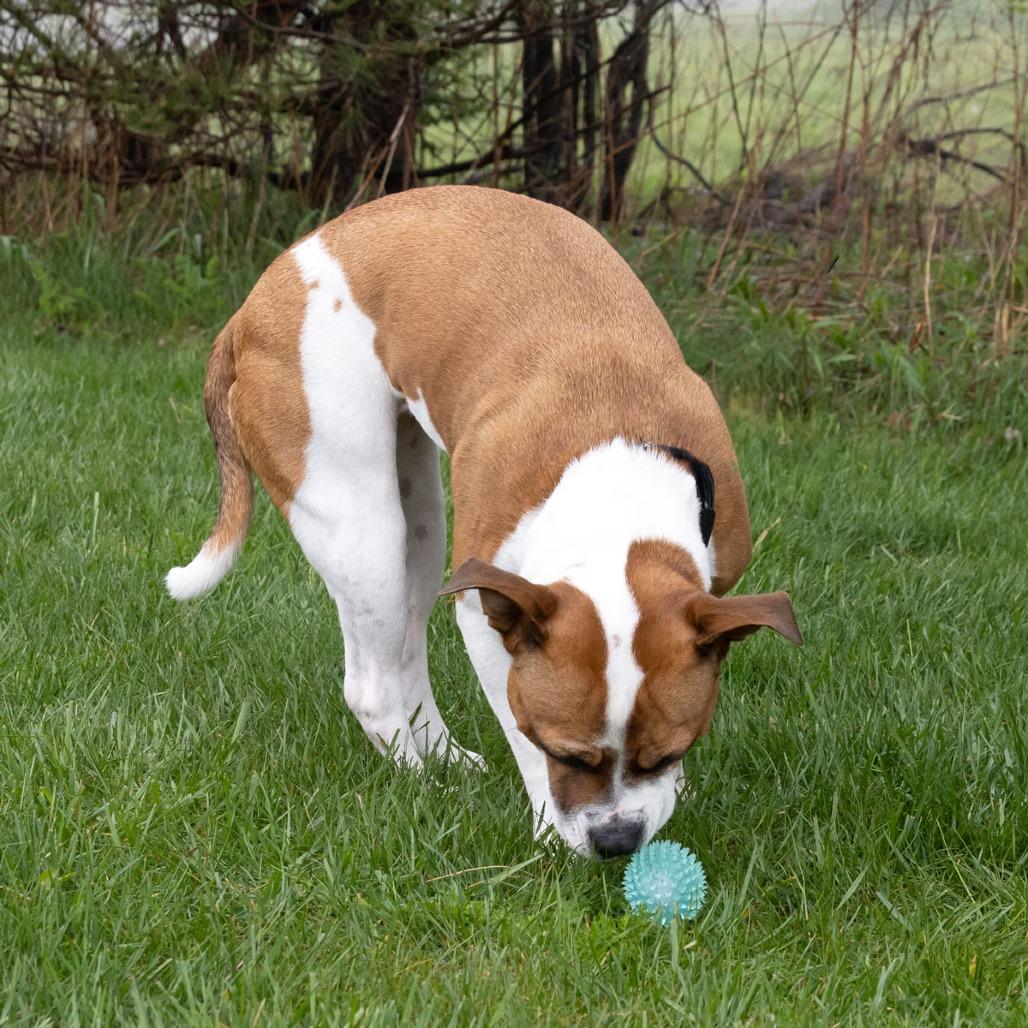 Enlarge Libby, a Adoptable mixed breed in Erie, PA image 5/6
