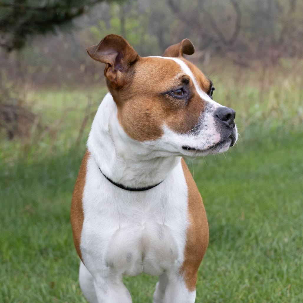 Enlarge Libby, a Adoptable mixed breed in Erie, PA image 6/6