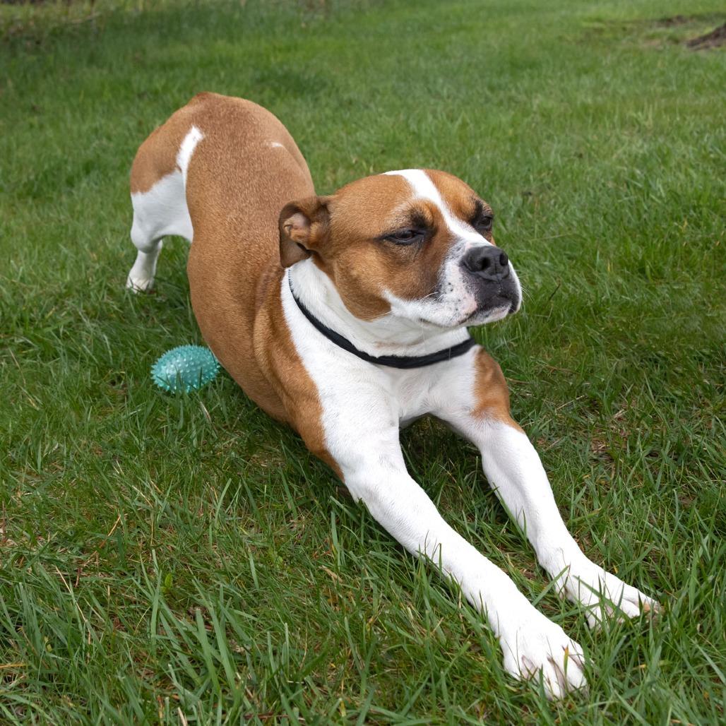 Libby, a Adoptable mixed breed in Erie, PA image 6/6