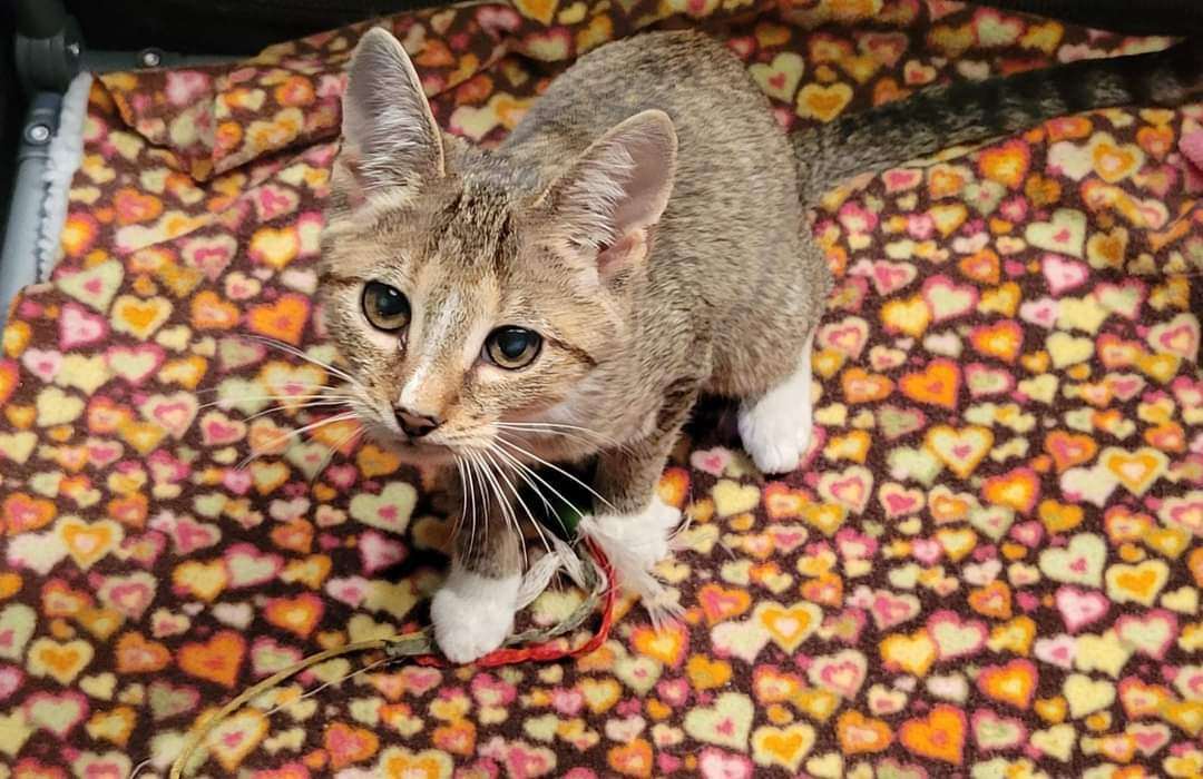 Josie, Adoptable, Kitten Female Domestic Short Hair.