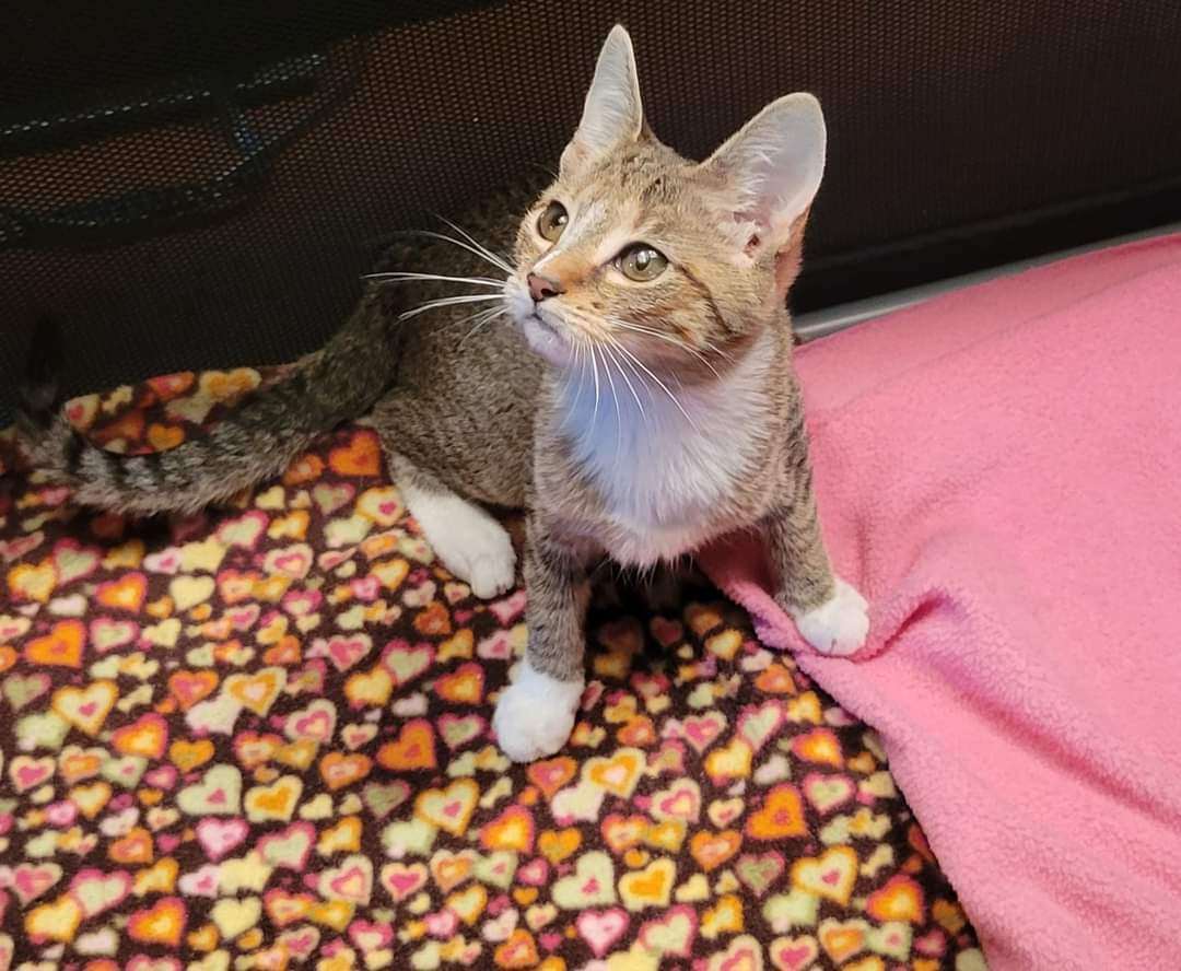 Enlarge Josie, a Adoptable Domestic Short Hair in Sykesville, MD image 2/2