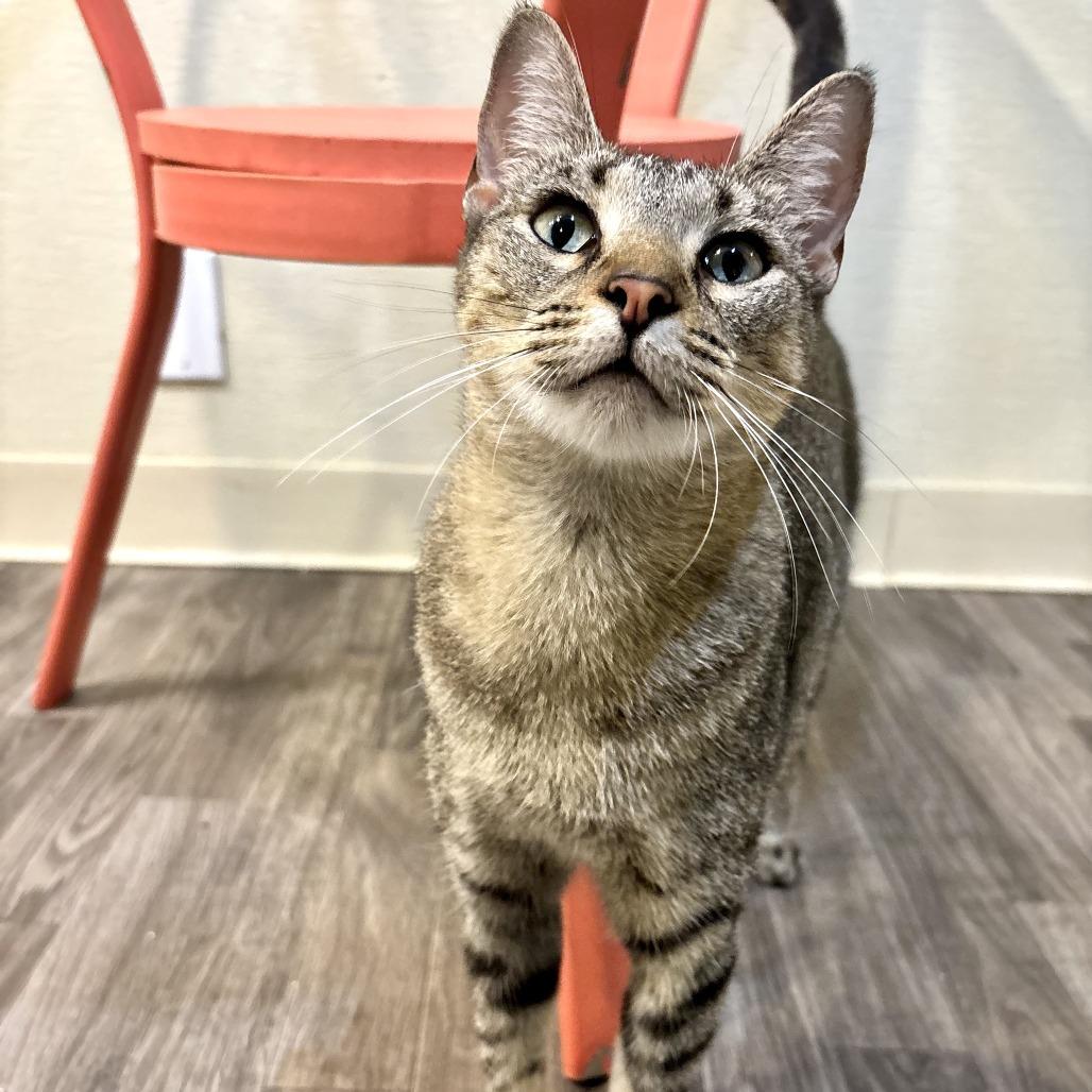 Family Pack, Adoptable, Young Female Domestic Short Hair.