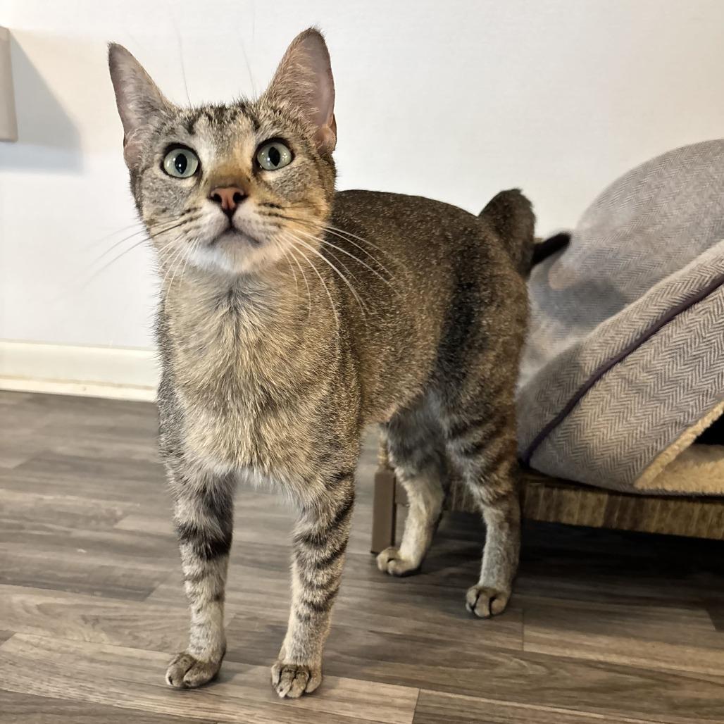 Enlarge Family Pack, a Adoptable Domestic Short Hair in Carencro, LA image 1/3