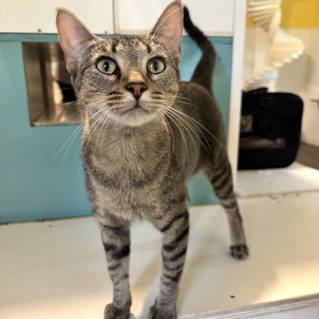 Enlarge Family Pack, a Adoptable Domestic Short Hair in Carencro, LA image 2/6