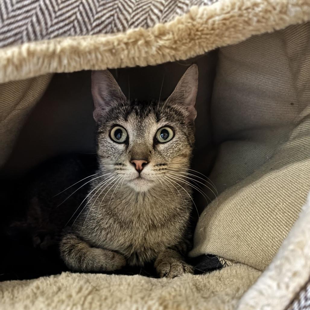Enlarge Family Pack, a Adoptable Domestic Short Hair in Carencro, LA image 2/3