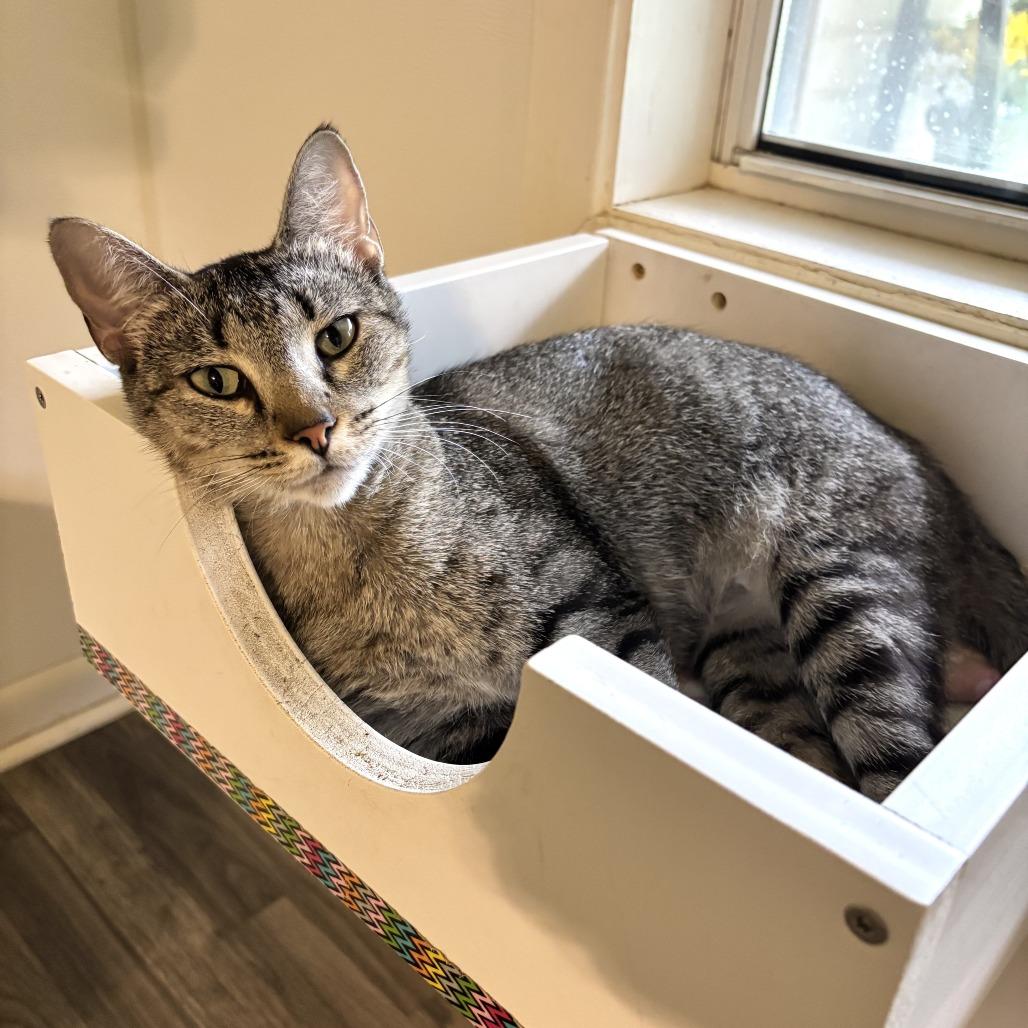 Enlarge Family Pack, a Adoptable Domestic Short Hair in Carencro, LA image 4/6
