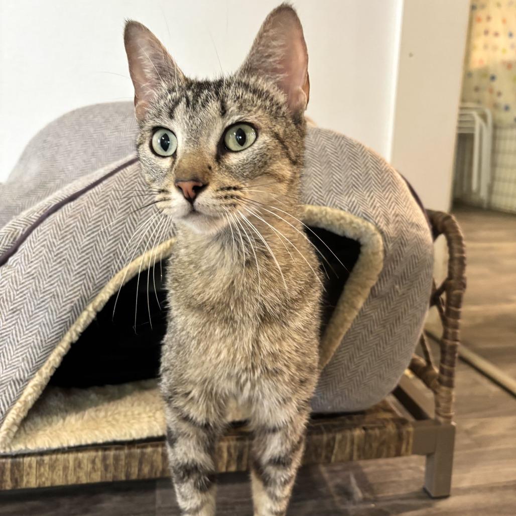 Enlarge Family Pack, a Adoptable Domestic Short Hair in Carencro, LA image 3/3