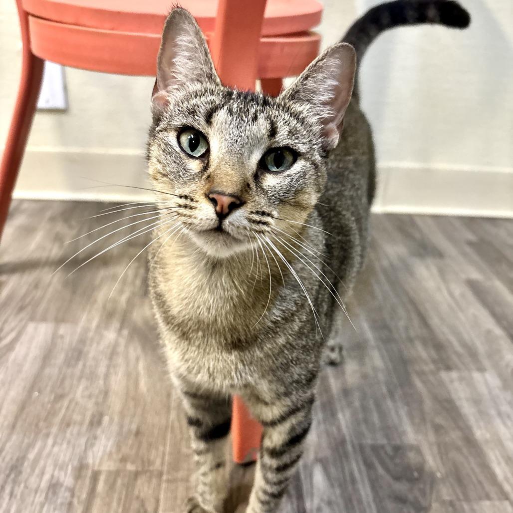 Family Pack, a Adoptable Domestic Short Hair in Carencro, LA image 4/6