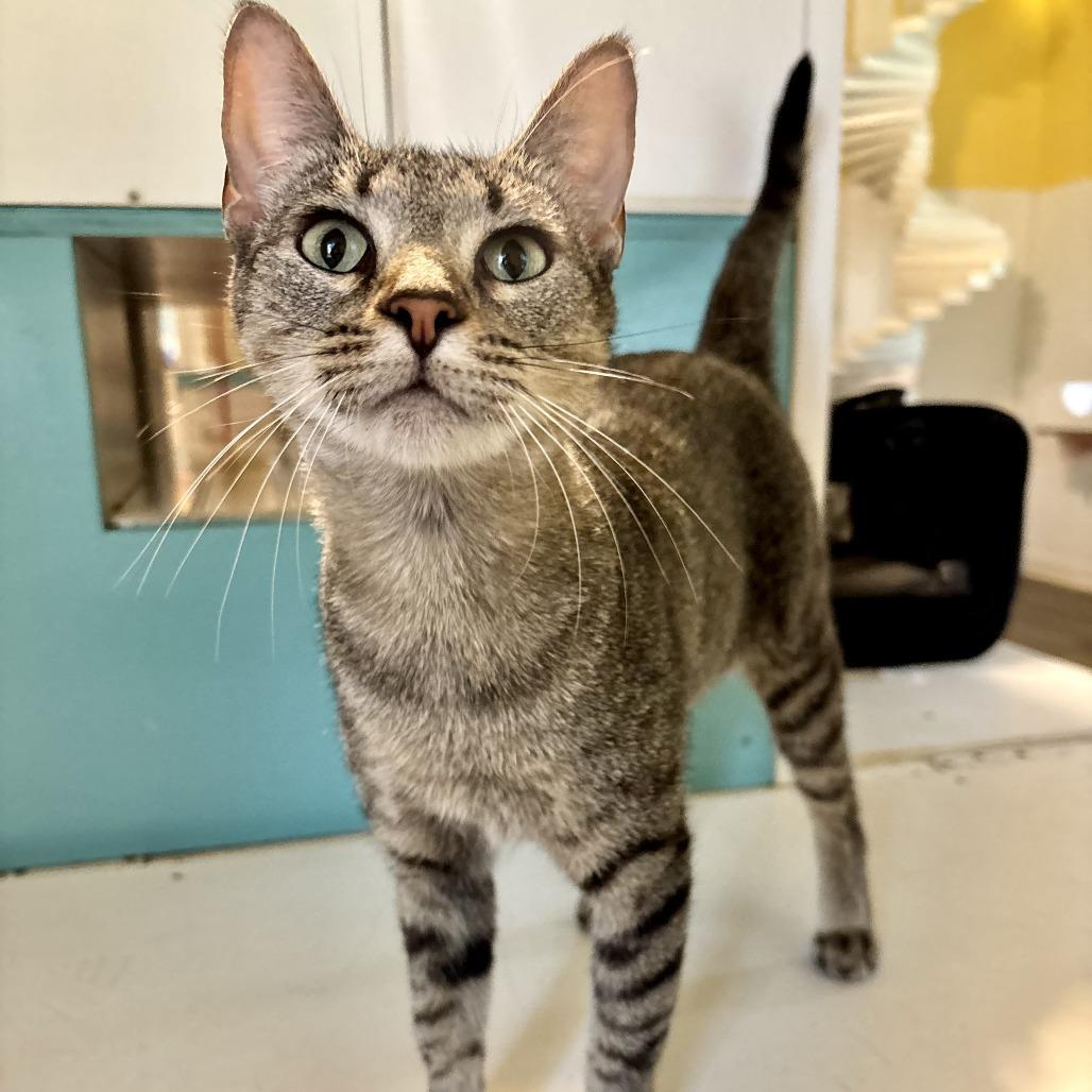 Enlarge Family Pack, a Adoptable Domestic Short Hair in Carencro, LA image 6/6