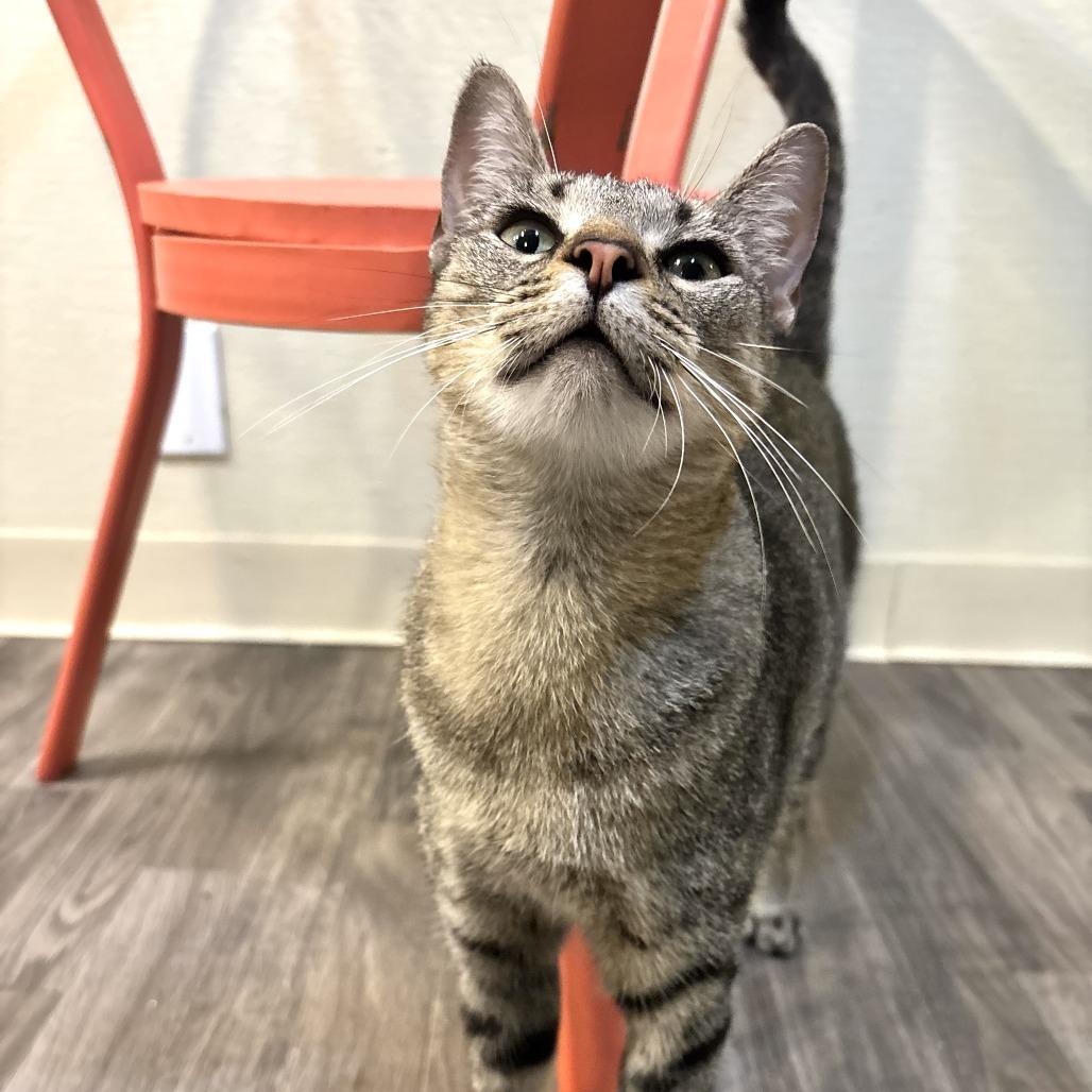 Family Pack, a Adoptable Domestic Short Hair in Carencro, LA image 6/6