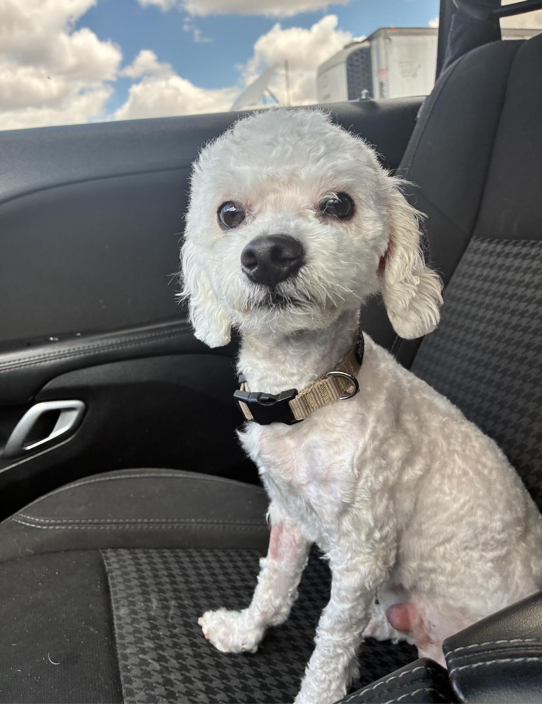 Captain Crouton, a ADOPTABLE Miniature Poodle in West Hollywood, CA image 1/3