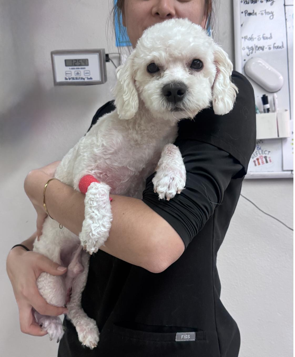 Captain Crouton, a ADOPTABLE Miniature Poodle in West Hollywood, CA image 2/3