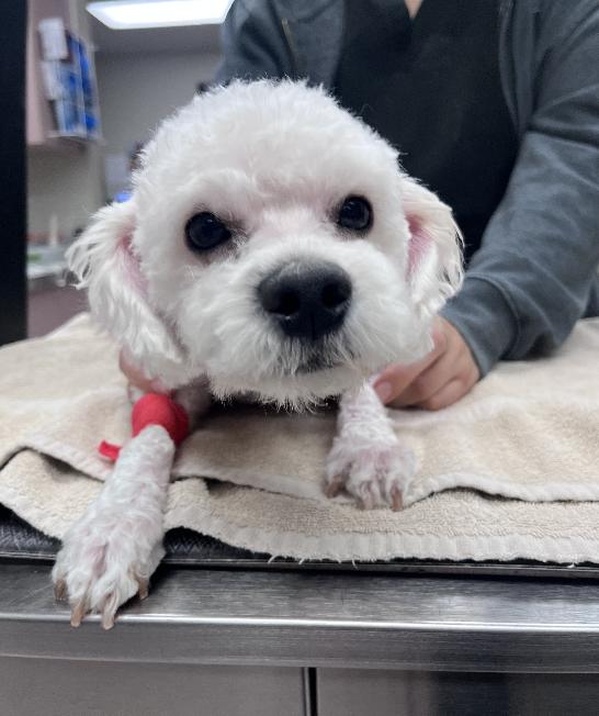 Captain Crouton, a ADOPTABLE Miniature Poodle in West Hollywood, CA image 3/3