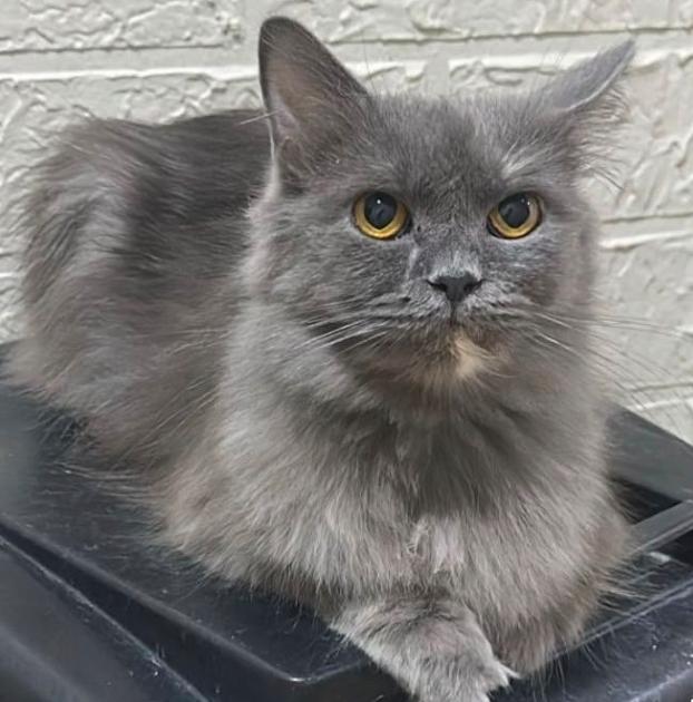 Daloola, Adoptable, Young Female Persian.