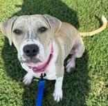 Tumbleweed, ADOPTABLE, Young Female Mixed Breed.