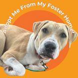 Tumbleweed, Adoptable, Young Female Mixed Breed.