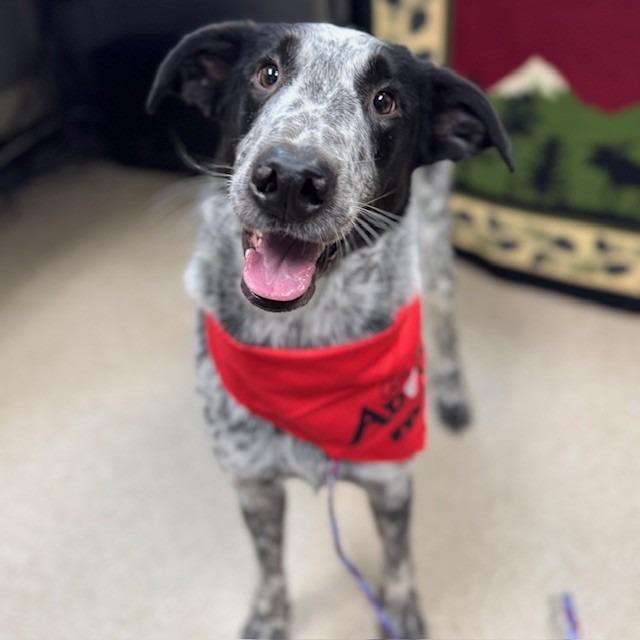Enlarge Sully (SQ 25-062), a Adoptable mixed breed in Bullhead City, AZ image 1/4