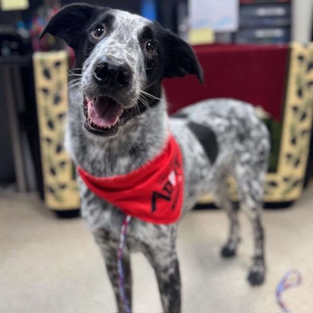 Enlarge Sully (SQ 25-062), a Adoptable mixed breed in Bullhead City, AZ image 3/4