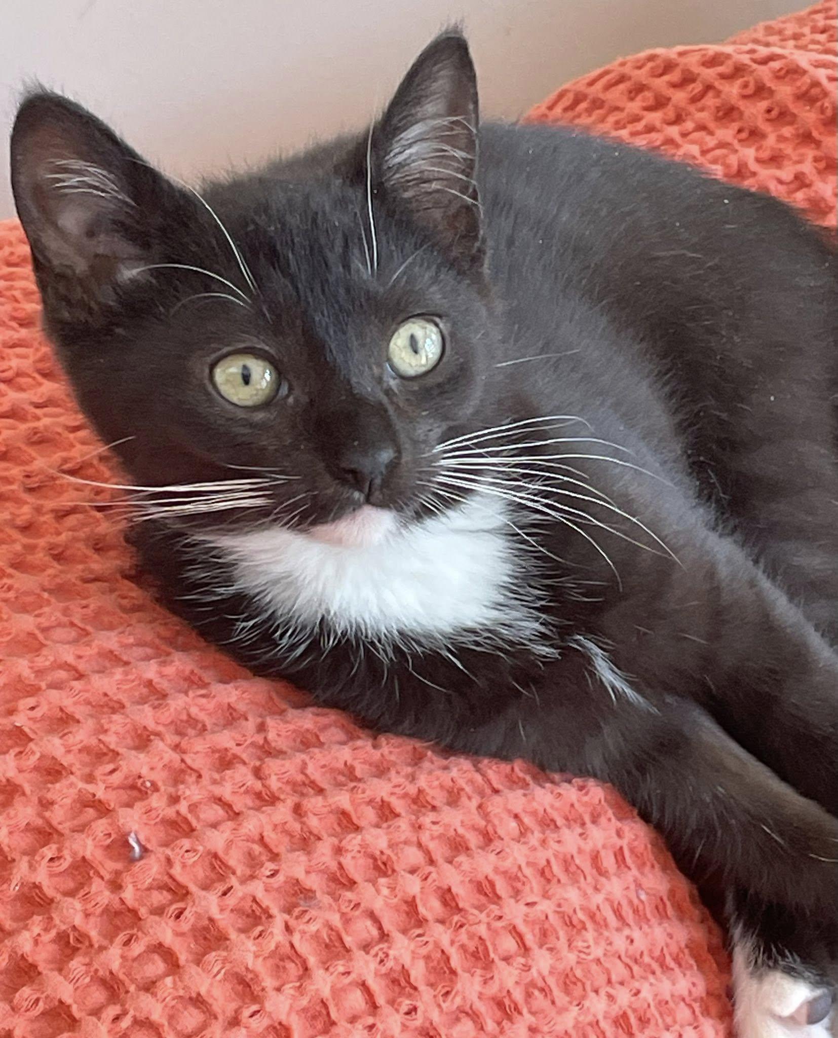 Enlarge Weston, an adopted Domestic Short Hair in Concord, NC image 1/2