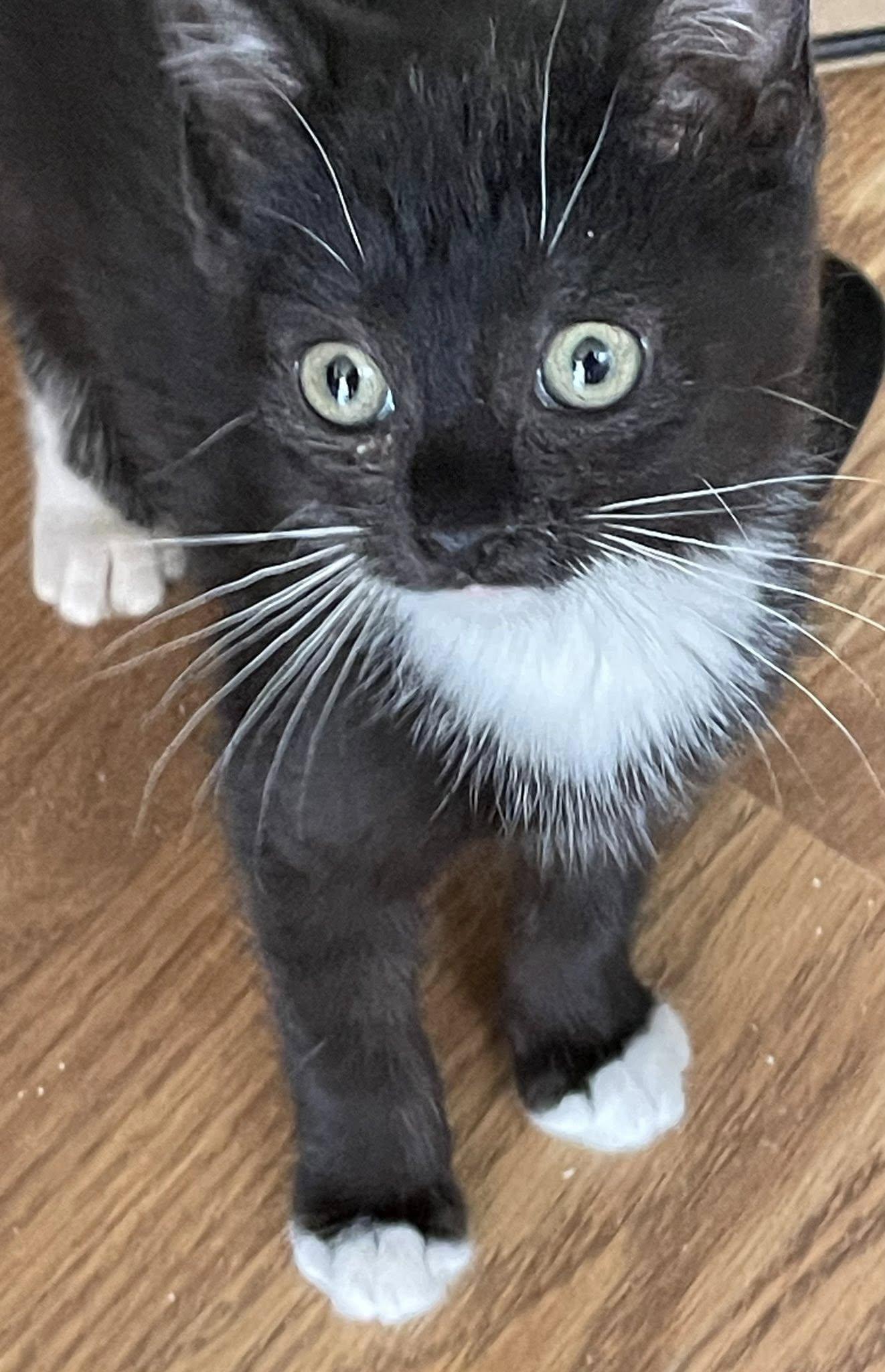 Enlarge Weston, an adopted Domestic Short Hair in Concord, NC image 2/2