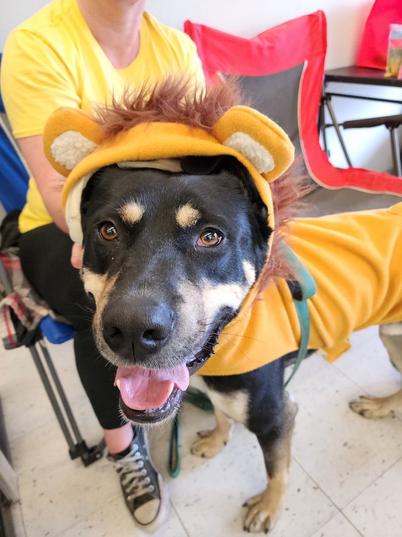 Enlarge Bruce Wayne (Foster), a Adoptable mixed breed in Springfield, MO image 7/9