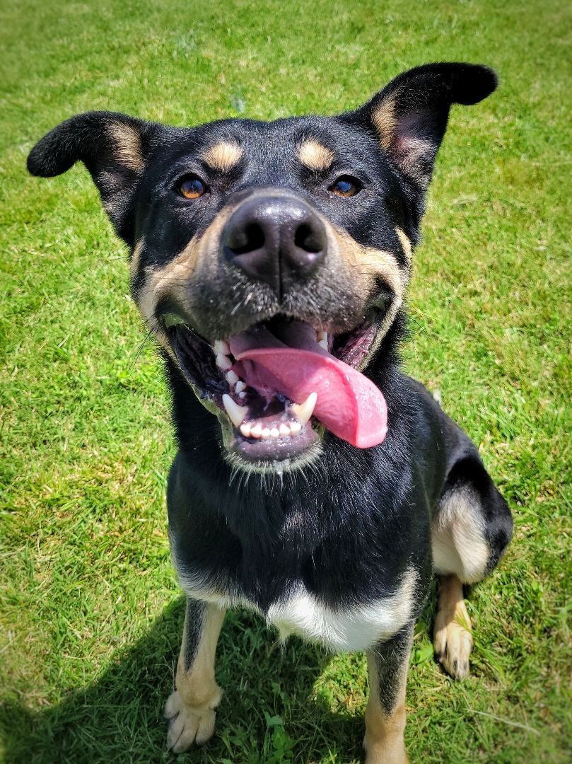 Enlarge Bruce Wayne (Foster), a Adoptable mixed breed in Springfield, MO image 8/9