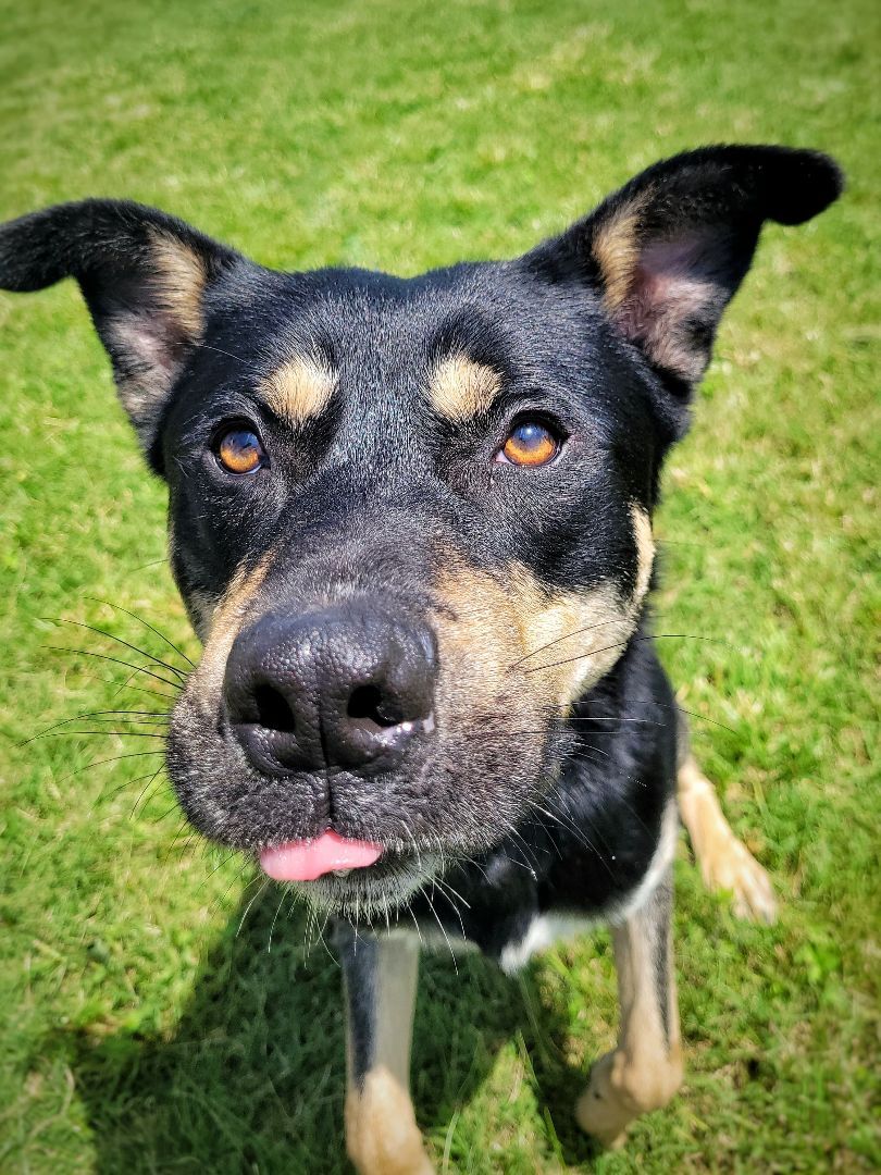 Enlarge Bruce Wayne (Foster), a Adoptable mixed breed in Springfield, MO image 9/9