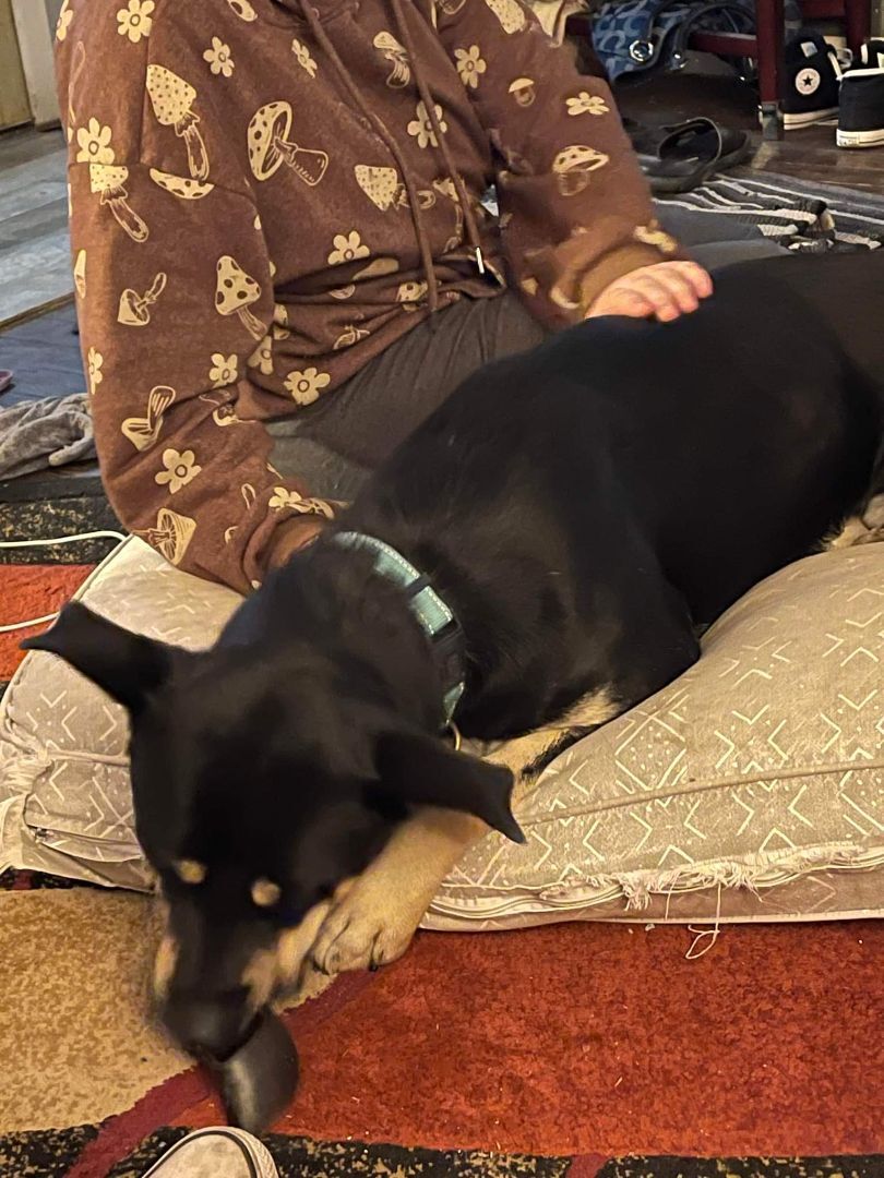 Bruce Wayne (Foster), a Adoptable mixed breed in Springfield, MO image 5/5