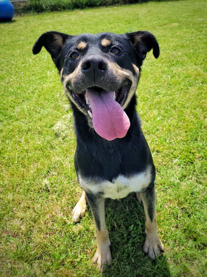 Bruce Wayne (Foster), Adoptable, Adult Male Shepherd & Husky.