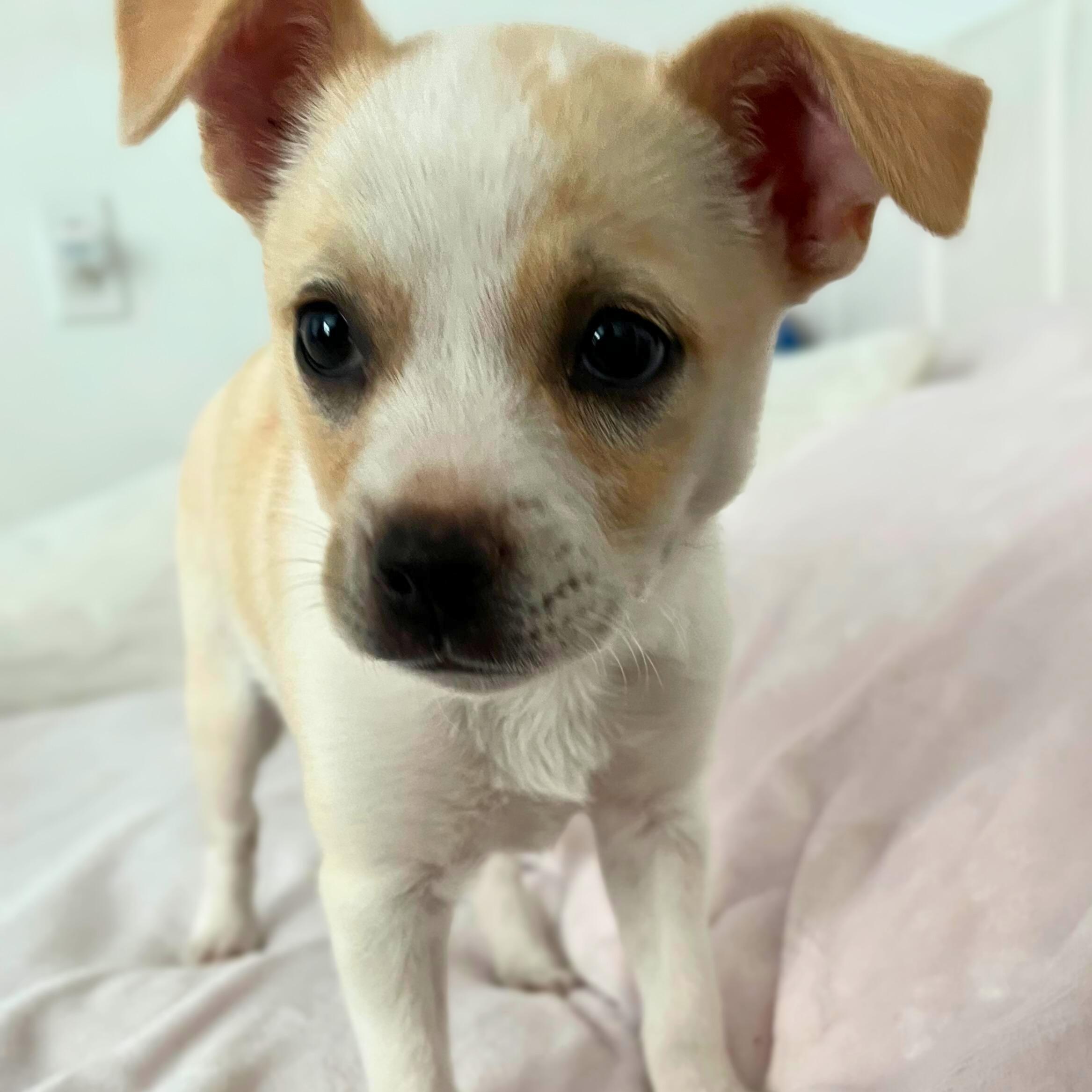 Chloe, ADOPTABLE, Puppy Female Chihuahua.